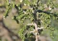 Thymelaea hirsuta